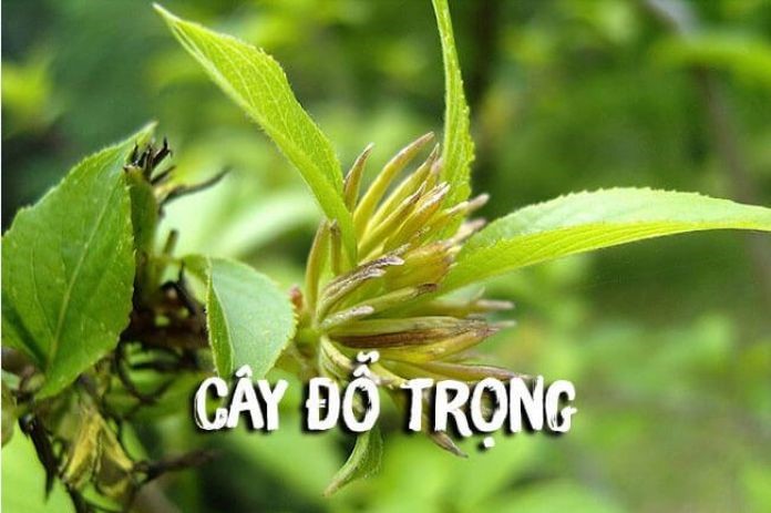 6 LOẠI THẢO DƯỢC CỰC TỐT CHO SỨC KHỎE NAM GIỚI