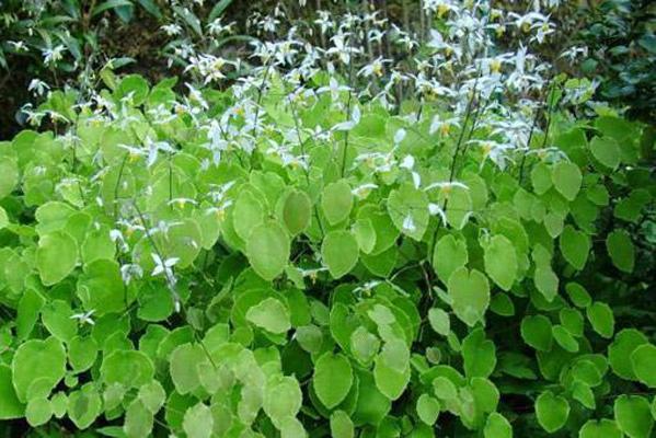 TRỊ YẾU SINH LÝ BẰNG DÂM DƯƠNG HOẮC