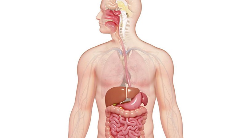CÁC PHƯƠNG PHÁP CHĂM SÓC HỆ TIÊU HÓA KHỎE MẠNH