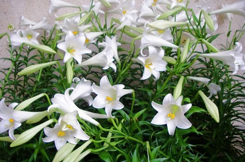 CÂY BÁCH HỢP