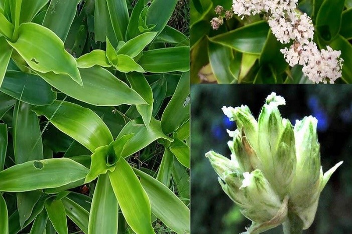 CÂY LƯỢC VÀNG
