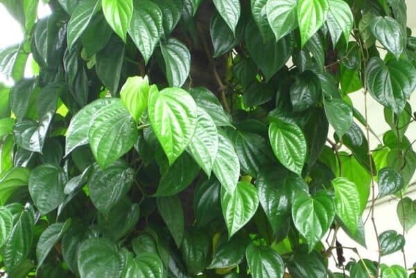 THẢO DƯỢC HỖ TRỢ ĐIỀU TRỊ BỆNH TRĨ