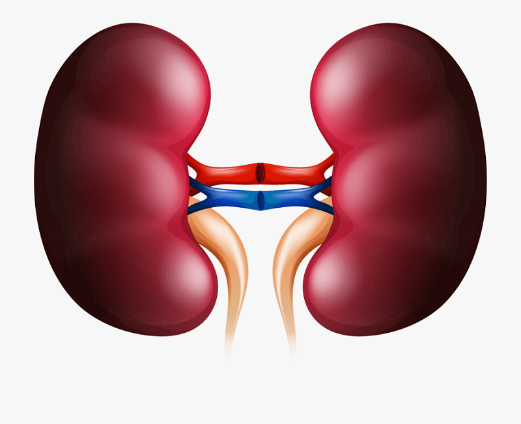 CÁCH BẢO VỆ THẬN KHỎE